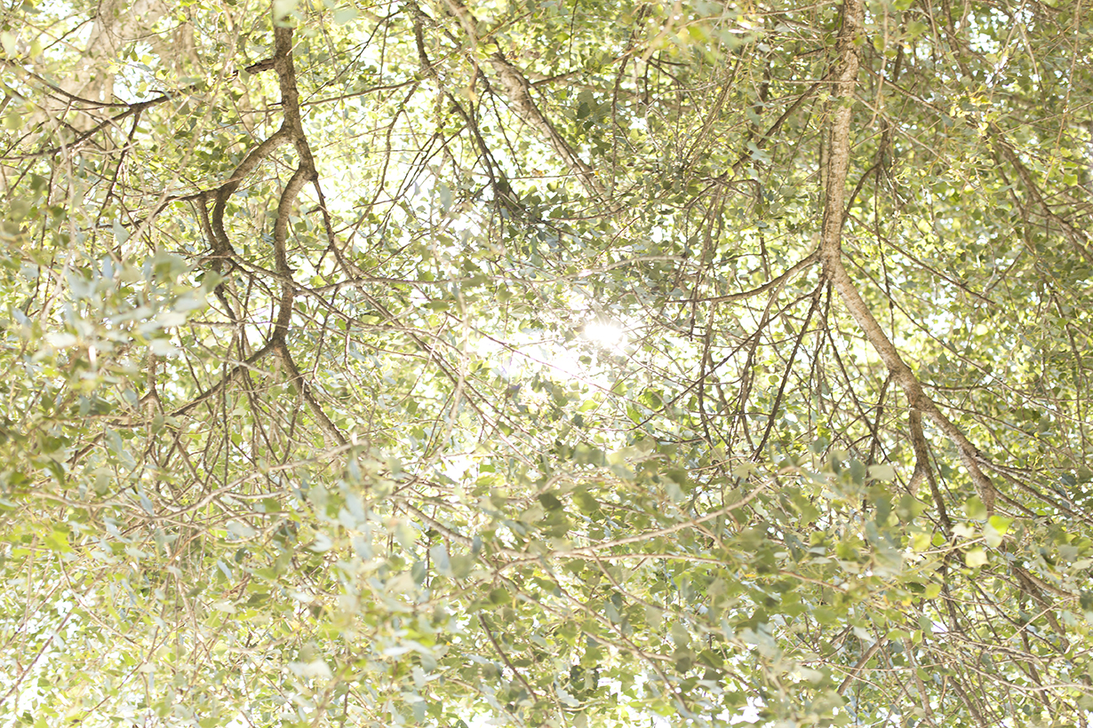 a picture of an Italian forest shot by Namiko Kitaura