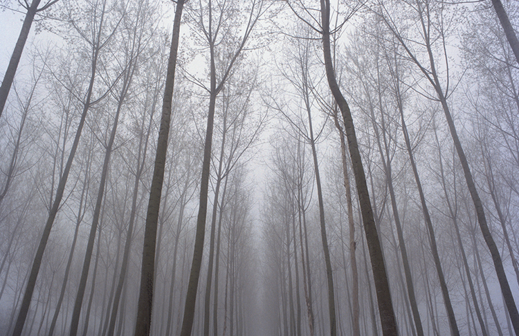a picture of an Italian forest shot by Namiko Kitaura