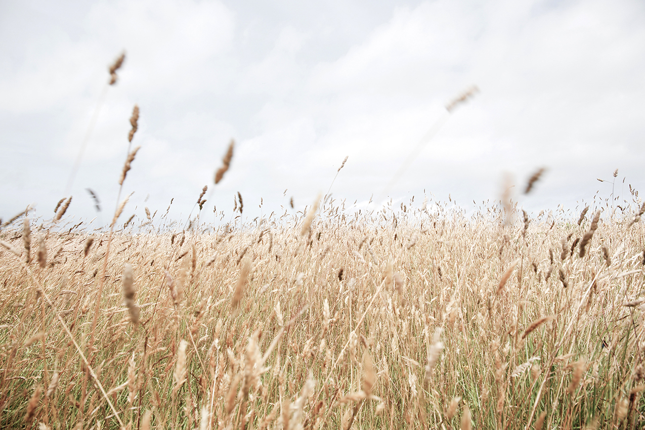 Landscape picture of the field in Ouessant, France by Namiko Kitaura